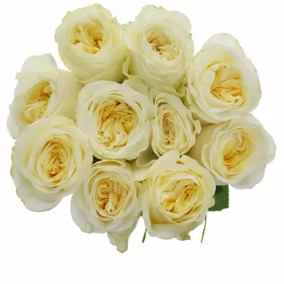 Krémová růže BUTTERCUP 50cm (XL)