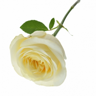 Krémová růže BUTTERCUP 50cm (XL)