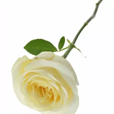 Krémová růže BUTTERCUP 50cm (XL)
