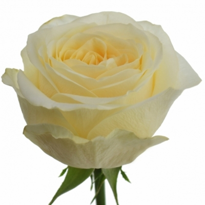 Krémová růže BUTTERCUP 90cm (XXL)