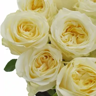 Krémová růže BUTTERCUP 50cm (XL)