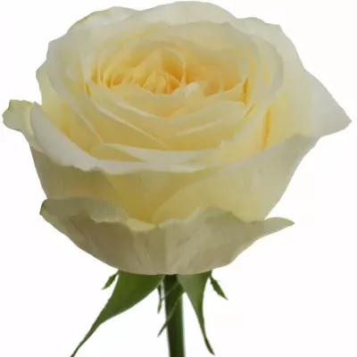 Krémová růže BUTTERCUP 40cm (XL)