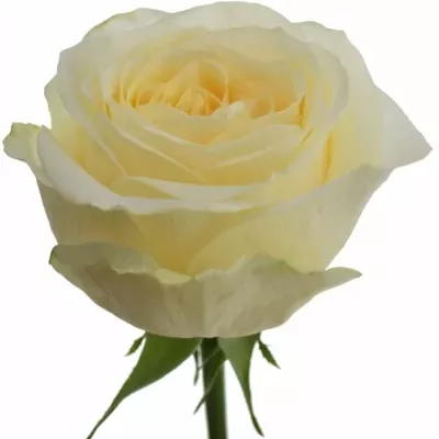 Krémová růže BUTTERCUP 50cm (XL)