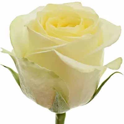 Krémová růže CREAM MAYFAIR! 60cm (M)