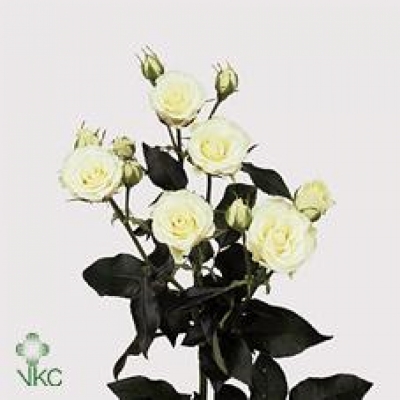 Krémová růže trsová CREAM SENSATION 40cm/4+