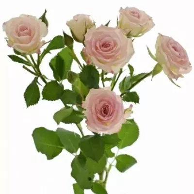 Krémová růže CREAMY TWISTER 50cm/4+