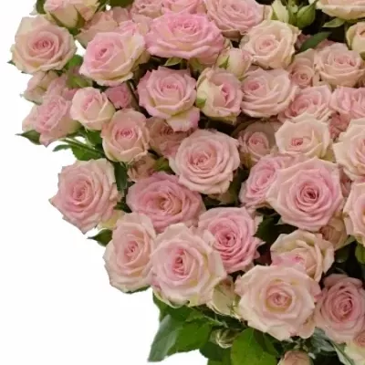 Svetlo ružová ruža trsová CREAMY TWISTER 50cm / 5 +