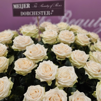 Krémová růže DORCHESTER+ 80cm
