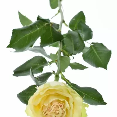 Krémová růže DYNAMIC 80cm (XXL)