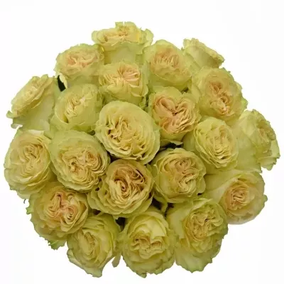 Krémová růže DYNAMIC 80cm (XXL)