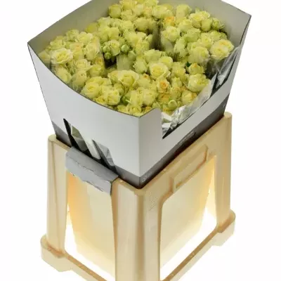 Krémová růže ESTAVANA 50cm/4+