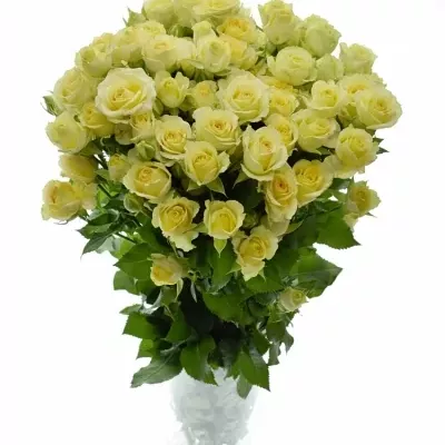 Krémová růže ESTAVANA 50cm/4+