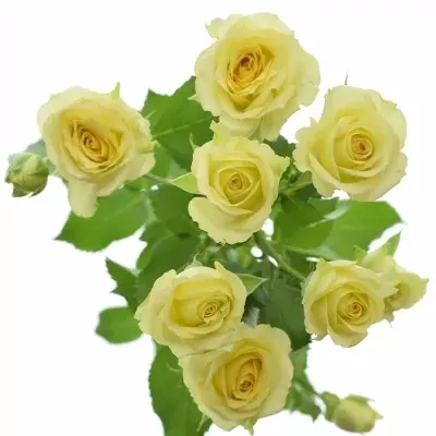 Krémová růže ESTAVANA 50cm/4+