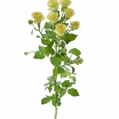 Krémová růže ESTAVANA 50cm/4+