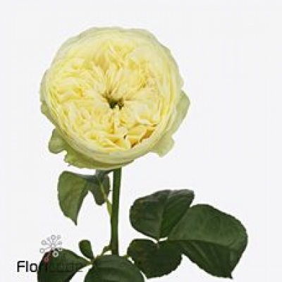 Krémová růže HYDE PARK 60cm (XL)