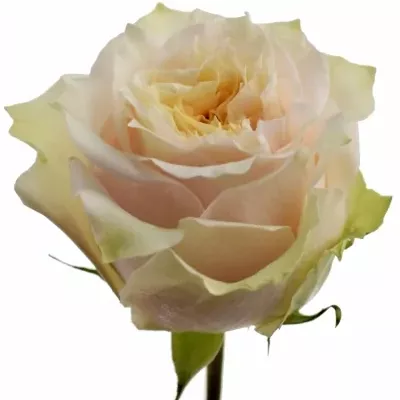Krémová růže IVORY STAR 50cm (XXL)