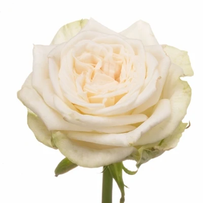 Krémová růže JUWENA