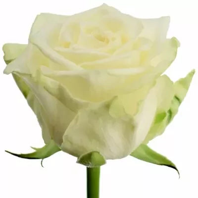 Krémová růže JUWENA 60cm (XXL)