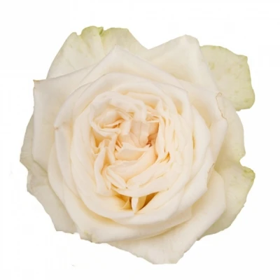 Krémová růže JUWENA