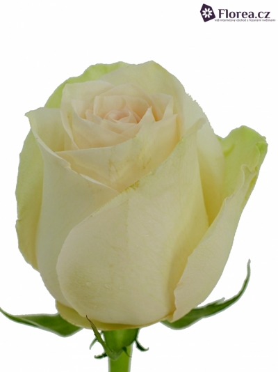 Krémová růže LA PERLA 80cm