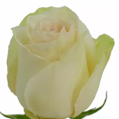 Krémová růže LA PERLA 60cm