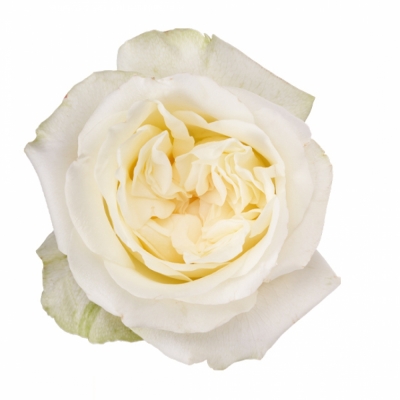 Růže LADY LINDSEY+ 40cm (XL)