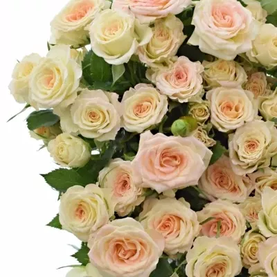Krémová růže LENNE 40cm/3+