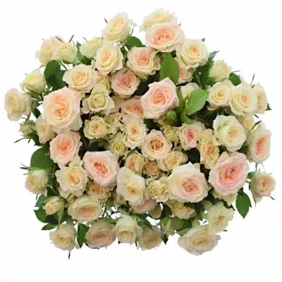 Krémová růže LENNE 40cm/3+