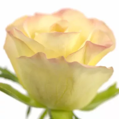Krémová růže MARILYN 60cm (S)