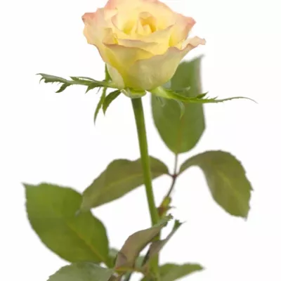 Krémová růže MARILYN 60cm (S)