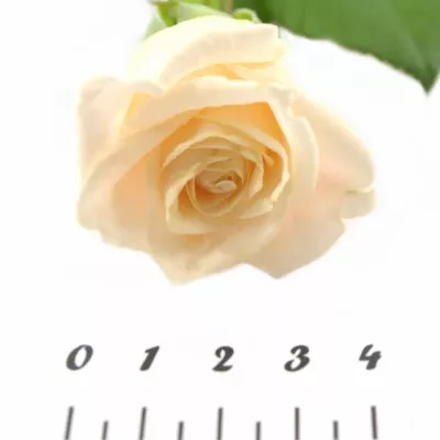 Krémová růže MEDEO 60cm