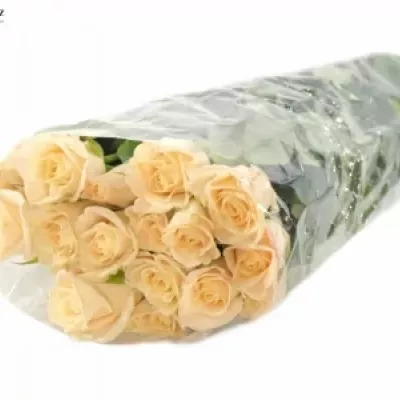 Krémová růže MEDEO 60cm