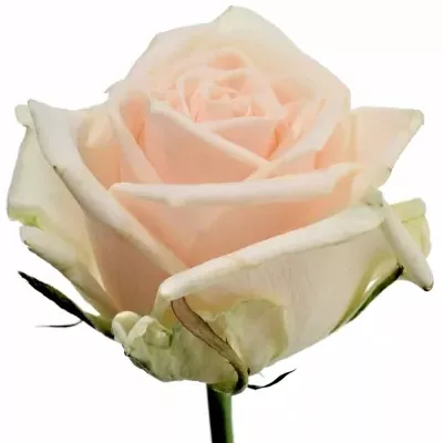 Krémová růže MYLLENA 60cm (XL)