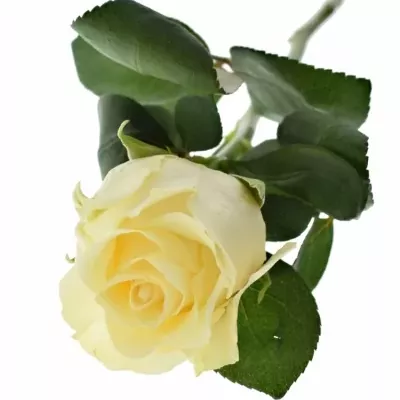 Krémová ruže PEARL TACAZZI 40cm (L)