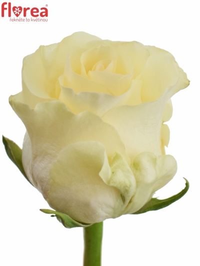 Krémová růže PEARL TACAZZI 80cm (XL)