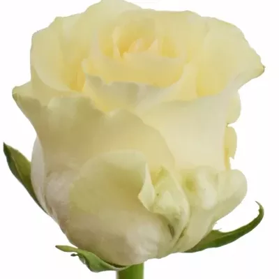 Krémová růže PEARL TACAZZI 70cm (XL)