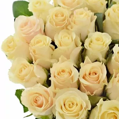 Krémová ruže PEARL TACAZZI 40cm (L)