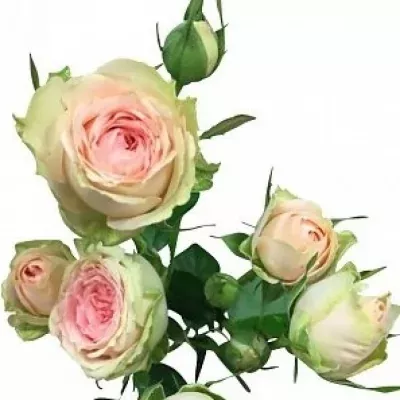Krémová růže PRETTY PEPITA 35cm/3+ (S)