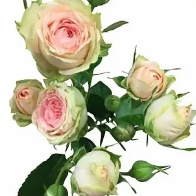 Krémová růže PRETTY PEPITA 35cm/3+ (S)