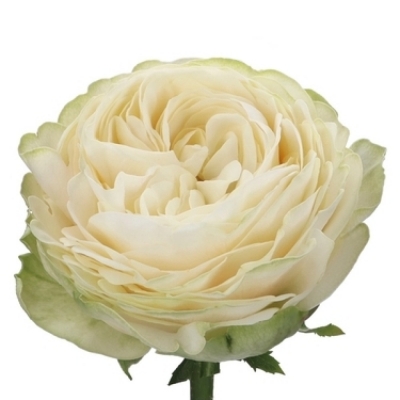 Krémová růže PURE BLONDE 50cm (XXL)