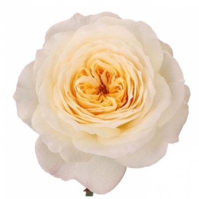 Krémová růže ROYAL PARK 40cm (XL)
