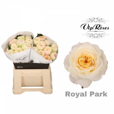 Růže ROYAL PARK