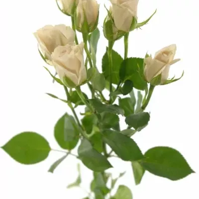 Krémová růže ROYAL PORCELINA