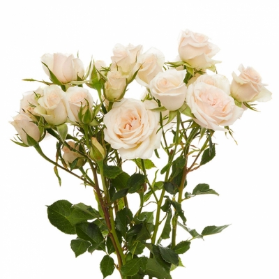 Krémová růže ROYAL PORCELINA