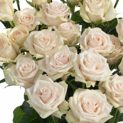 Krémová růže ROYAL PORCELINA 60cm/4+ (M)