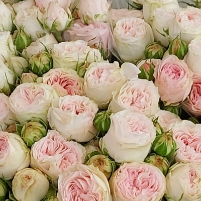Růžová růže trsová ROYAL WEDDING 50 cm / 5+