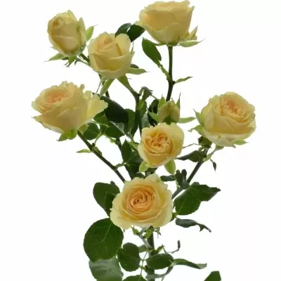 Krémová růže SALINERO 40cm/9+ (S)