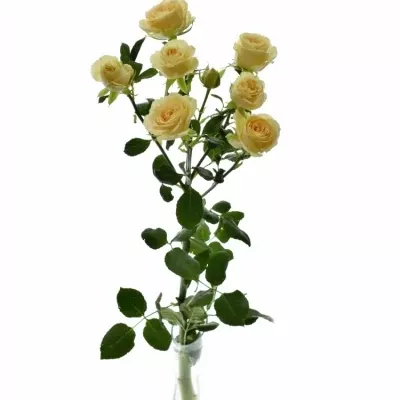 Krémová růže SALINERO 40cm/9+ (S)