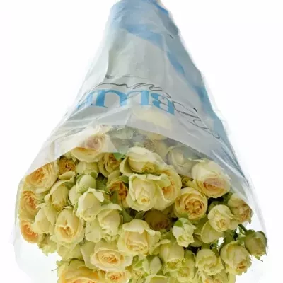 Krémová růže SALINERO 40cm/9+ (S)