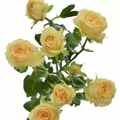 Krémová růže SALINERO 40cm/9+ (S)